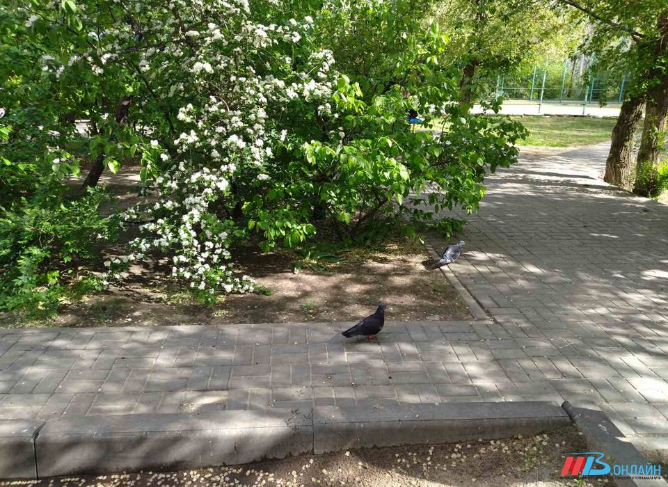 Волгоградцы обсуждают нашествие крыс в жилых районах