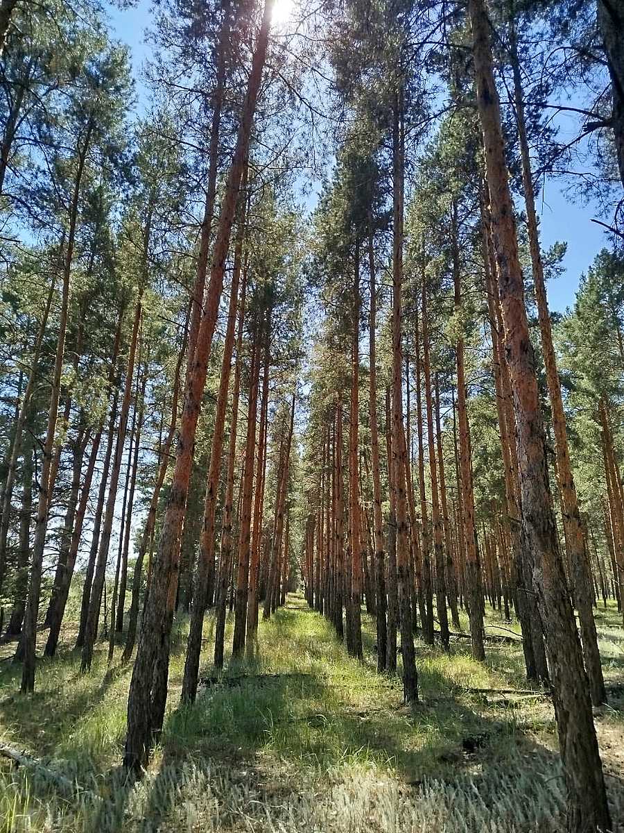 Сторожакова  Оксана Александровна