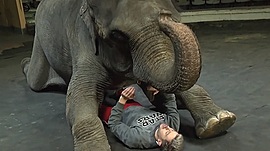 Как приручить слона? МТВ в гостях у цирка «Инди-Ра» • Давайте жить дружно, выпуск от 12 ноября 2019