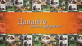 Как в Волгограде спасают тяжелобольных животных и чем полезна йога со щенками • Давайте жить дружно, выпуск от 5 июля