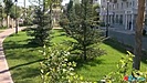 В центре Волгограда готовят место для высадки деревьев взамен погибших от златки
