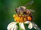 В день Зосимы пчелы заносили мед в ульи и заливали соты