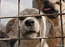 В волгоградском питомнике щенят выпустили на «свободу»