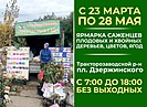 В Волгограде открылась ярмарка саженцев плодово-ягодных культур, хвойных деревьев и цветов