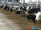 В январе 2024 года волгоградские коровы дали 30 тысяч тонн молока
