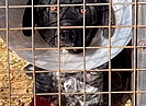 В Волгограде объявили сбор средств собаке с отрубленными лапами