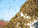 В Волгограде обсуждают автомобиль, который атаковал рой пчел на стоянке