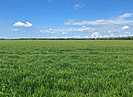 В Волгоградской области увеличат площадь ярового посева