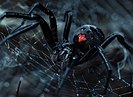 В Волгоградской области нашли паука с трупным ядом
