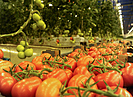 В Волгоградской области выросло производство овощей в теплицах