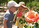 В Детском саду на юге Волгограда есть свой собственный розарий
