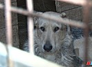 4911 человек в Волгоградской области пострадали от укусов бездомных животных