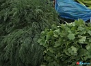 В Волгограде гостям фестиваля #ТриЧетыре предложат фермерскую продукцию