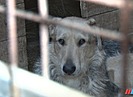 Более 1000 обращений обработал волгоградский чат-бот по отлову собак