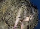 У браконьеров в Волгоградской области изъяли 100 кг рыбы