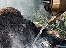 В лесу Волгоградской области разгорелся пожар из-за хвойной подстилки