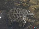 Черепахи в ЦПКиО Волгограда обрели новый дом