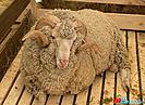 В хозяйствах Волгоградской области выводят новые типы овец мясного направления