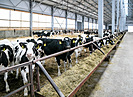 330 тысяч тонн корма для животных заготовили в Волгоградской области