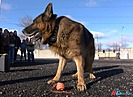 «Собака – друг человека или человек собаке – друг?»: волгоградские кинологи показали, как работают с четвероногими