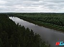 В лесах Волгоградской области было высажено рекордное количество деревьев