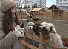 В парке альпак в волгоградском ЦПКиО ждут пополнения