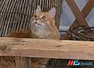 Невероятный кот-герой Сталинграда получит памятник